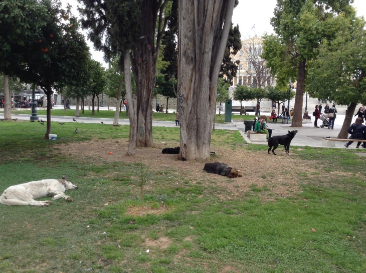 downtown park, sleeping dogs, Athens