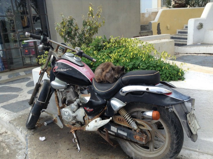 cat on a motorcycle, Santorini