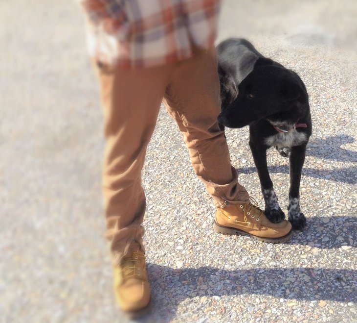 dog paw on boot, Santorini, Greece