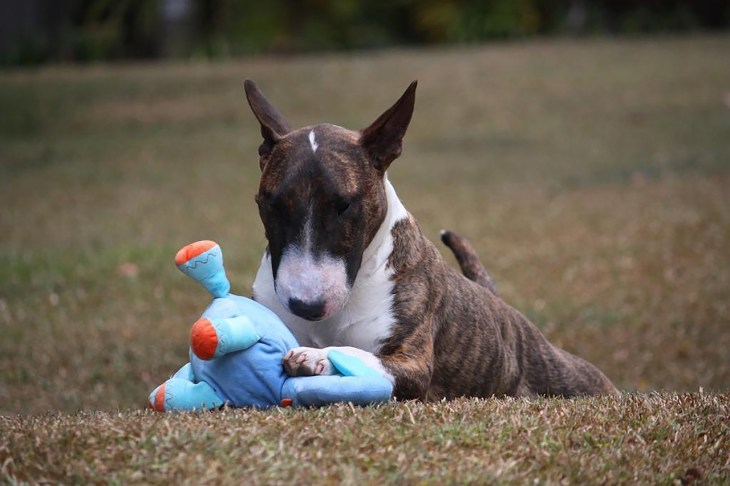 English Bull Terrier
